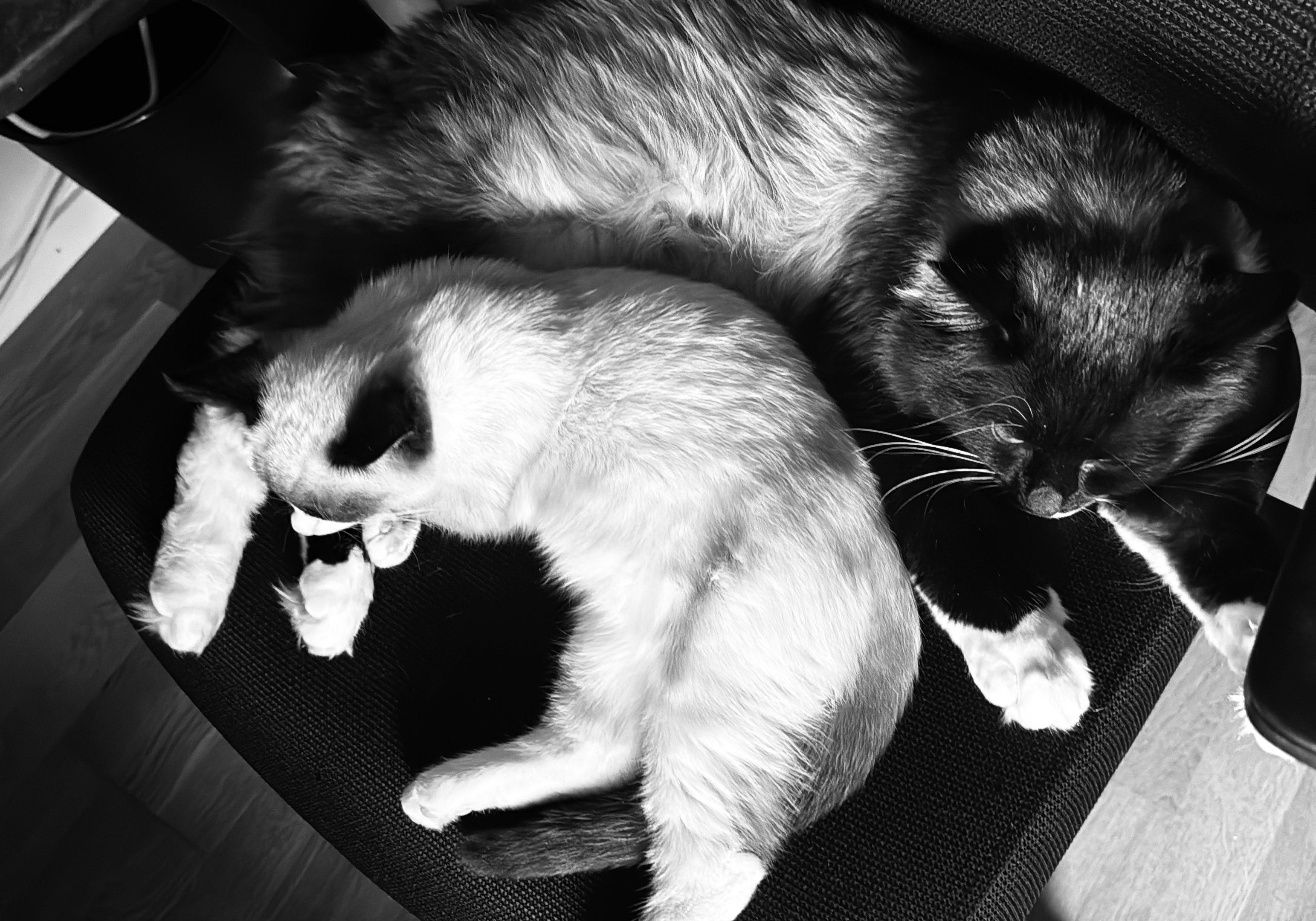 Tenten and Lulu
